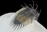Spiny Comura Trilobite - Top Quality Specimen #95485-4